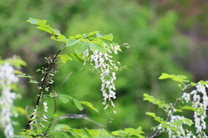 Kentucky yellowwood