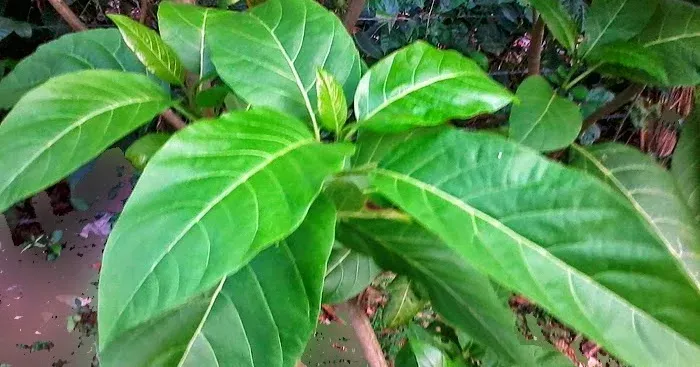 Pisonia grandis