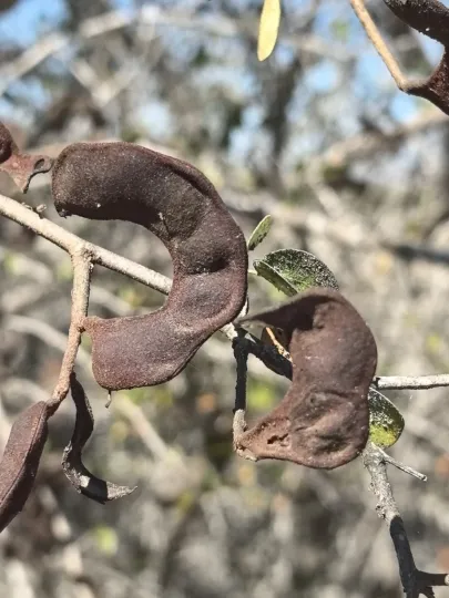 Piptadenia paraguayensis