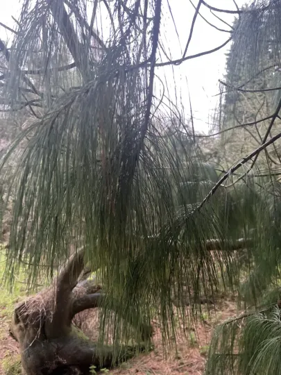 Holford Pine