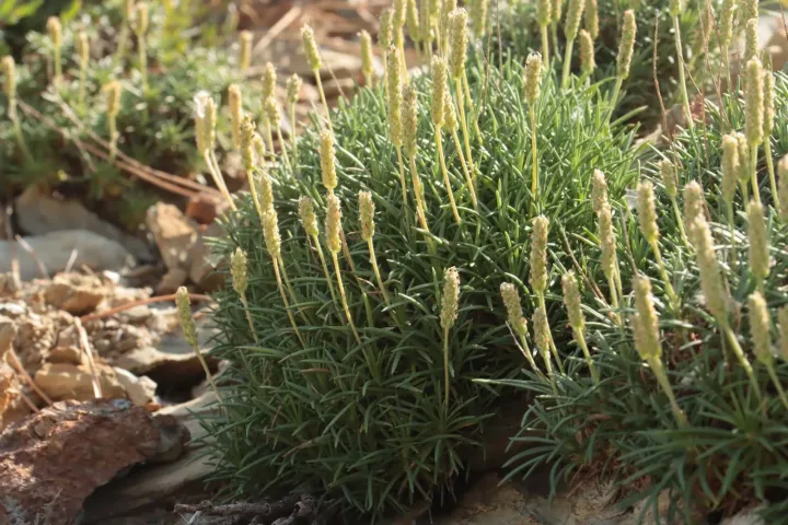 Sardinian plantain