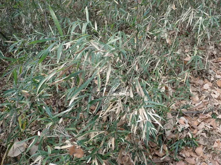 Silver-striped bamboo