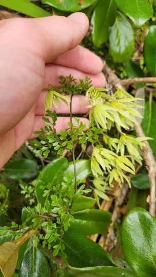 Forster's clematis