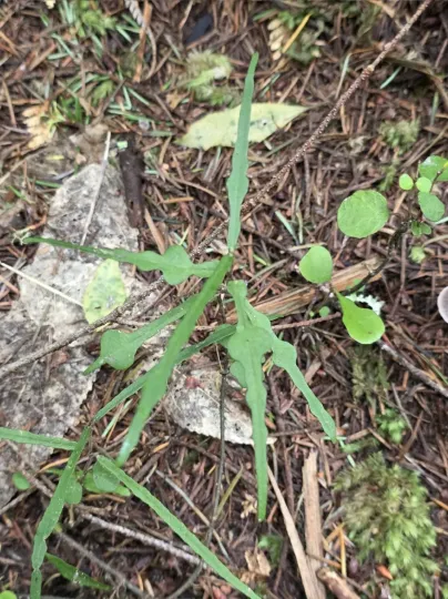 Parsonsia heterophylla