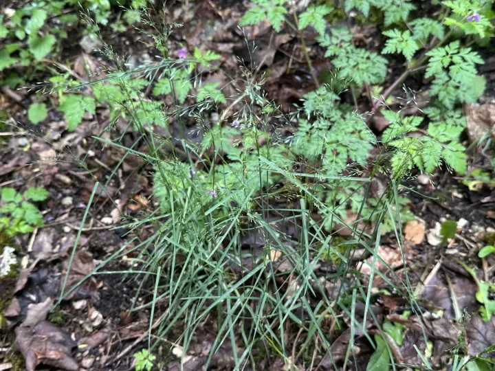 Glaucous meadow-grass
