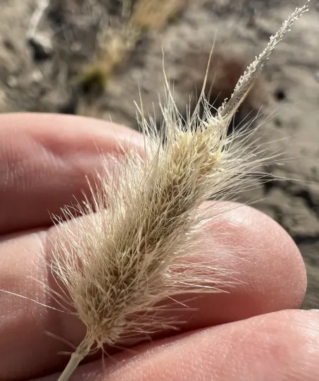 Annual beard grass