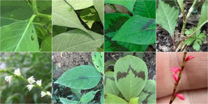 Japanese jumpseed