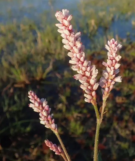 Persicaria limbata