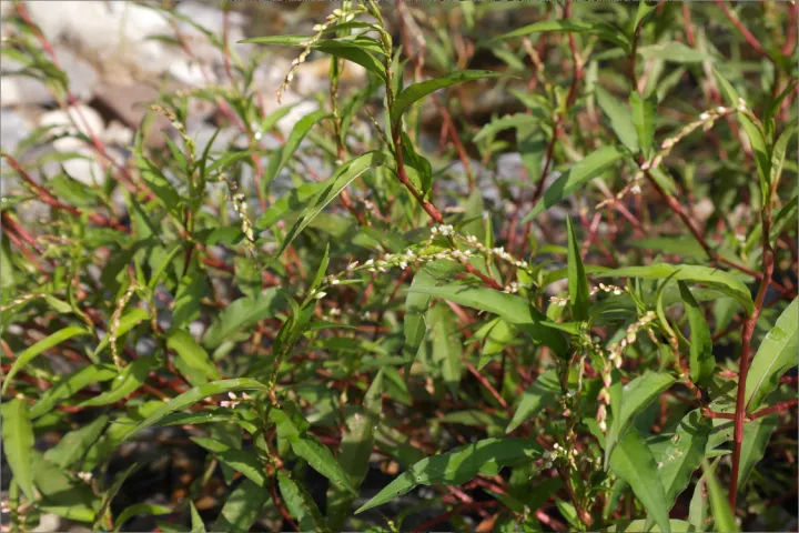 Polygonum taquettii