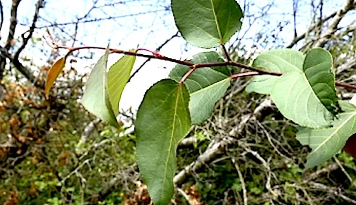 Purdom poplar