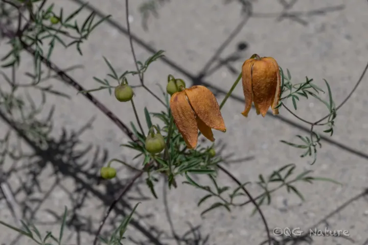 Tibetan clematis