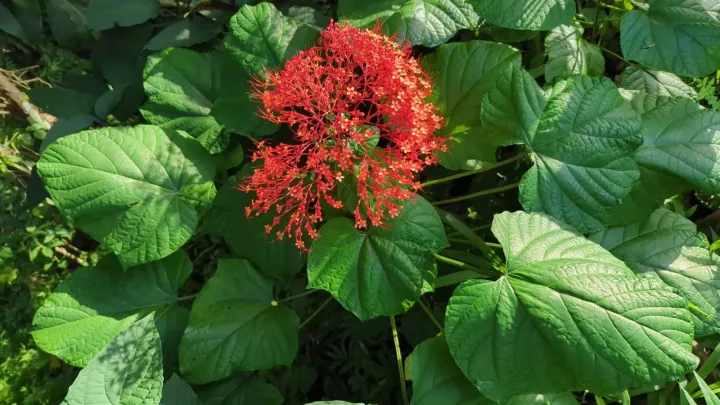 Clerodendrum paniculatum