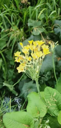 Primula florindae