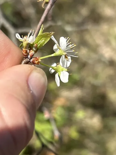 Alleghany plum