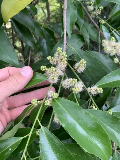 Prunus zippeliana