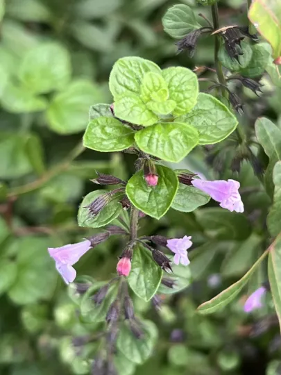Calamintha nepeta