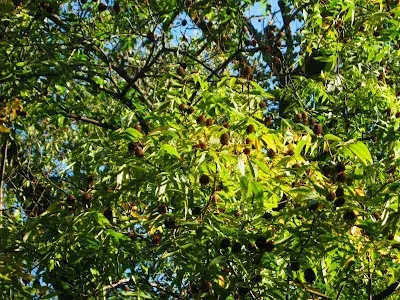 Hubei wingnut
