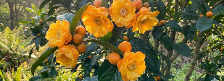 Camellia dormoyana