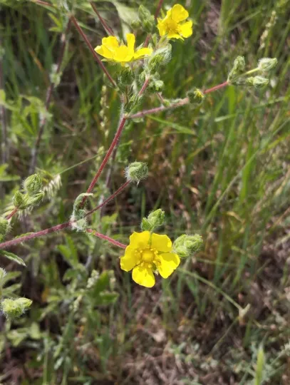 Grey cinquefoil