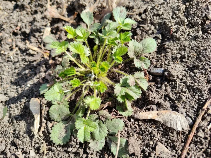 Ternate-leaved cinquefoil