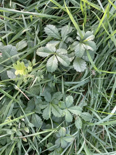 Creeping cinquefoil