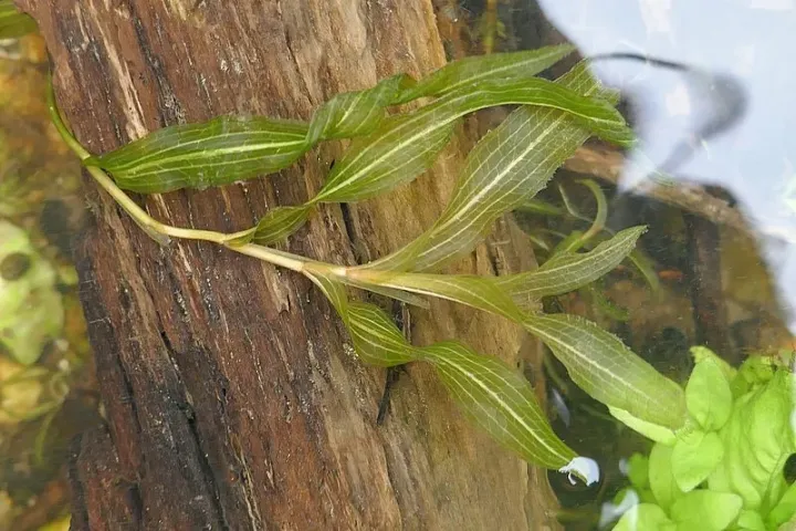 Shining pondweed