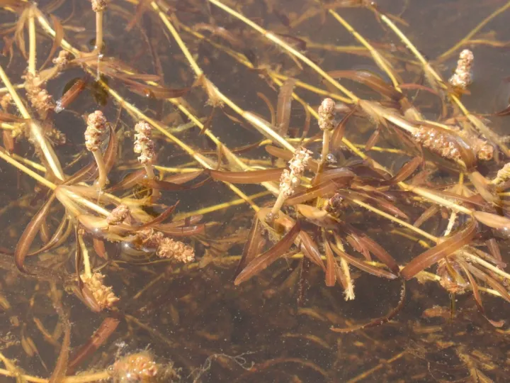 Ochreate pondweed