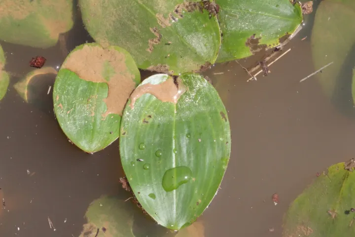 Рдест красивий