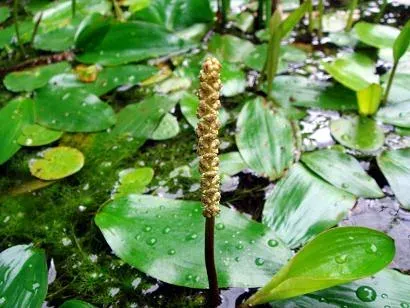 Perverse pondweed