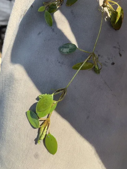 Vasey's pondweed