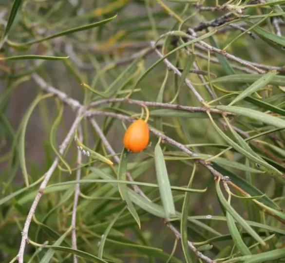 Weeping Pittosporum