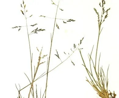 Lemmon's alkali grass