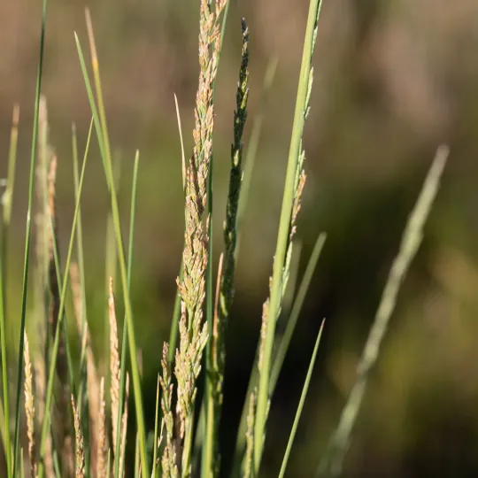 Бельвальдія пряма