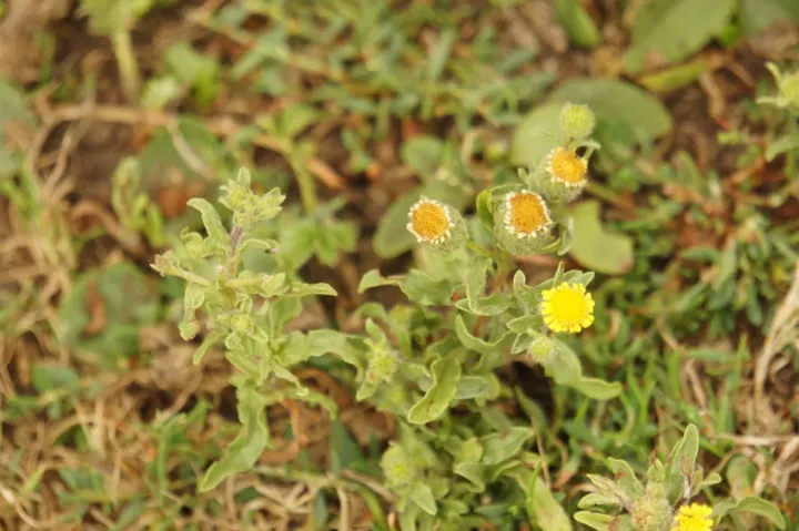 Common fleabane