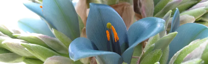 Puya alpestris