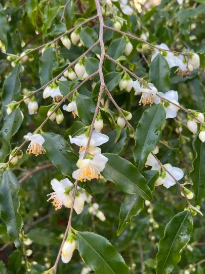 Camellia tsaii