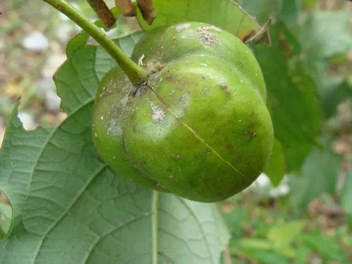 Phyllanthus grandifolius