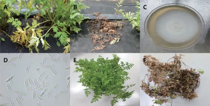 Cnidium officinale
