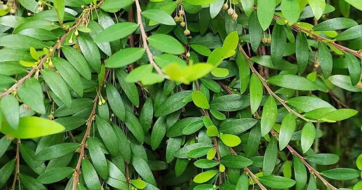 Phyllanthus minutiflorus