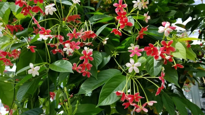 Rangoon creeper