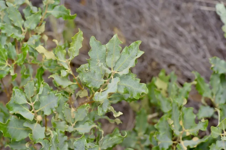 Quercus havardii