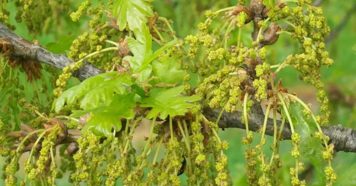 English oak