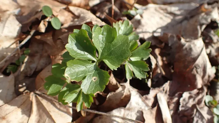 Goldilocks buttercup
