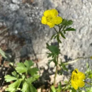 Horned buttercup