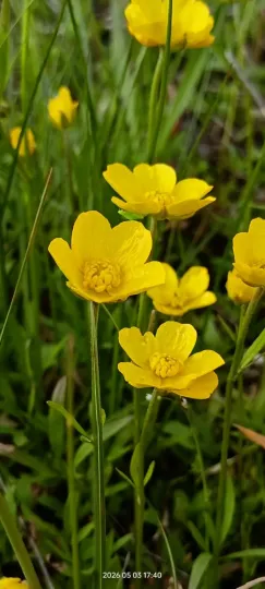 Ranunculus pedatus