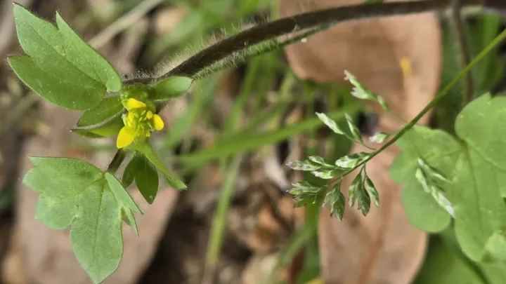 Small-flowered buttercup
