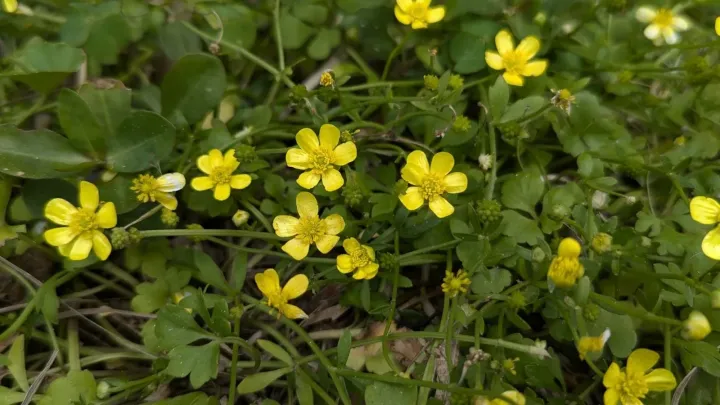 Ranunculus ternatus