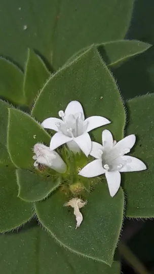 Richardia brasiliensis