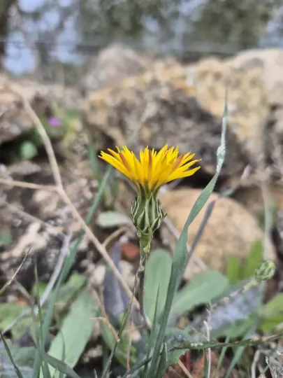 Рейхардія проміжна
