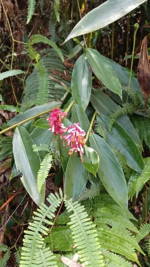 Renealmia jamaicensis